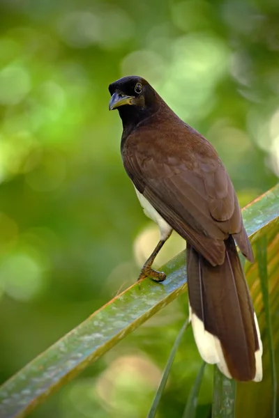 Bird from green Costa Rica forest