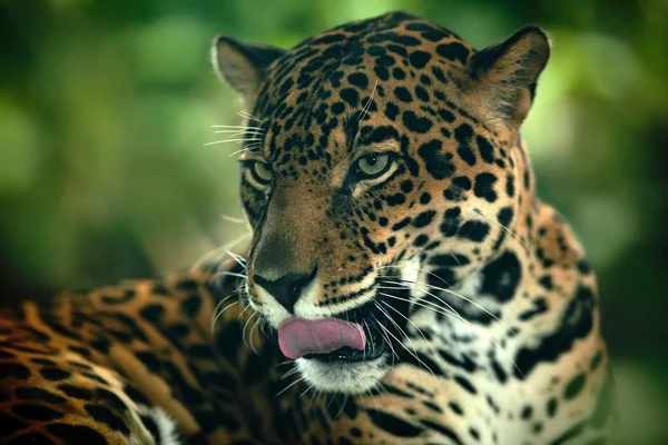 Detail head portrait of wild cat