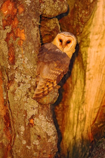 Barn owl sitting on tree trunk