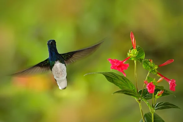 Flying hummingbird next to red flowers
