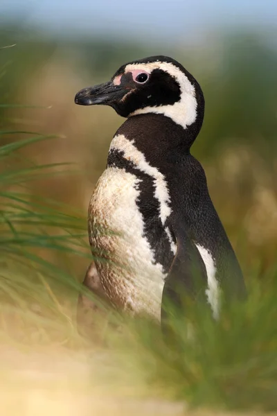 Penguin in the red evening grass