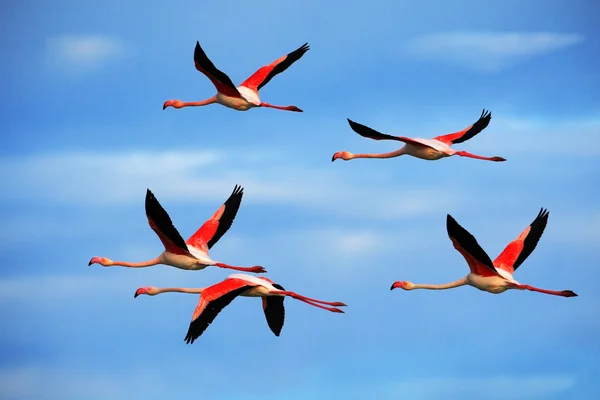 Greater Flamingos flying