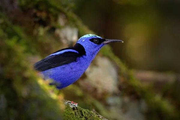 Exotic tropic blue bird