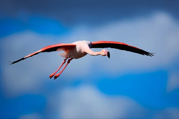 Greater Flamingos flying