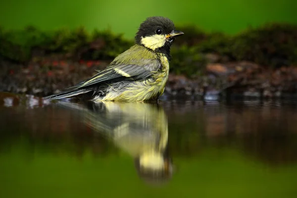 Great Tit, Parus major, black and yellow songbird sitting in the water, nice lichen tree branch, bird in the nature habitat, spring - nesting time, Germany