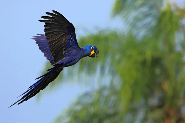 Big blue parrot flying