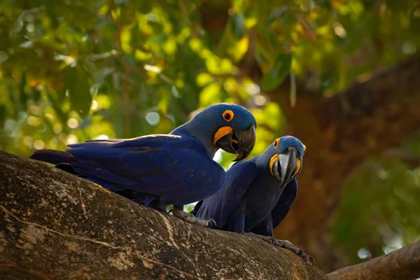 Pair of rare bird, blue parrot Hyacinth Macaw in nest tree in Pantanal, tree hole, animal in the nature habitat, Brazil