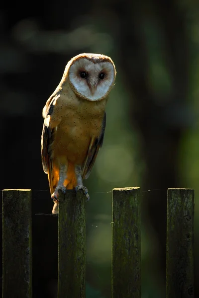 Barn owl sitting on wooden fence