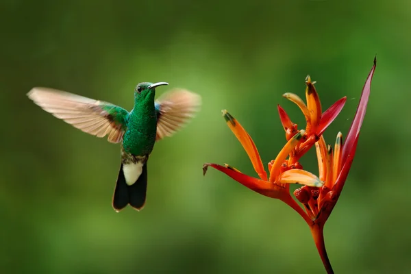 Green hummingbird flying