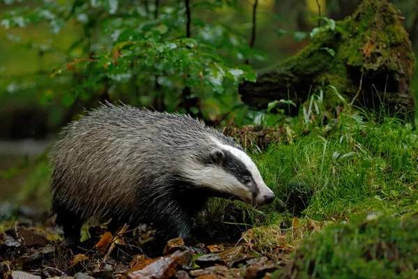 European badger in the forest