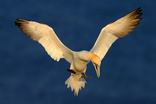 Flying sea bird