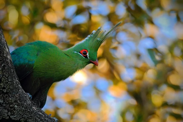 Exotic green bird in the leaves