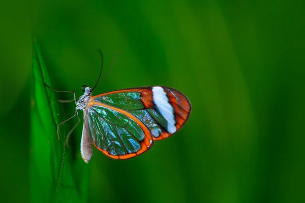 Transparent glass wing butterfly