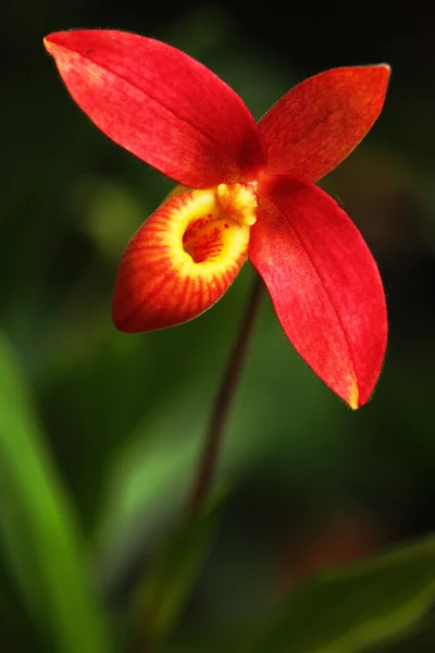 Red wild orchid
