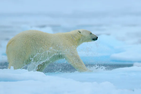Polar bear running on ice