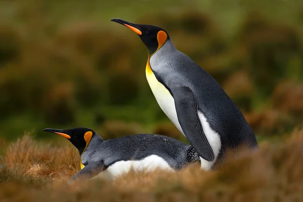 King penguins in nature habitat
