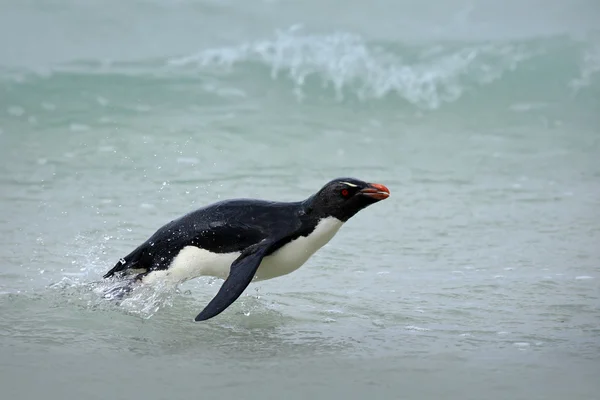 Rockhopper penguin jumps out of water