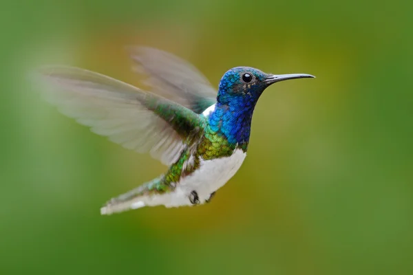 Flying tiny hummingbird