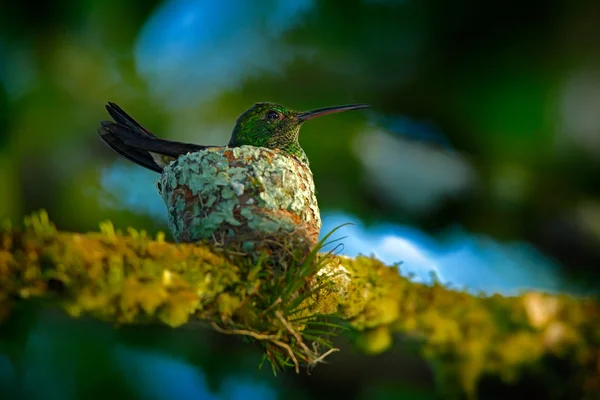 Hummingbird sitting on eggs
