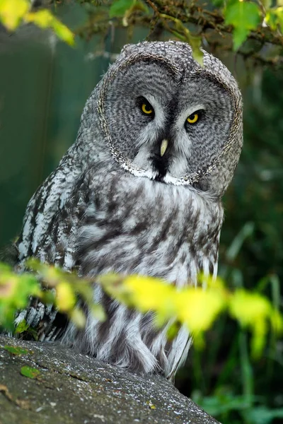 Great grey owl hidden in forest