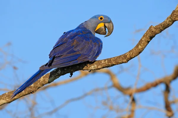 Hyacinth Macaw sitting on branch
