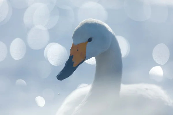 Whooper Swan in Japan
