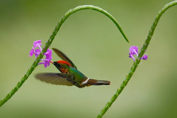 Hummingbird flying next to flower