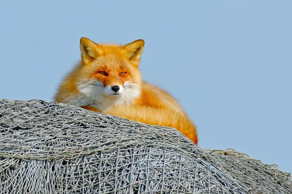 Fox lying on fishing net
