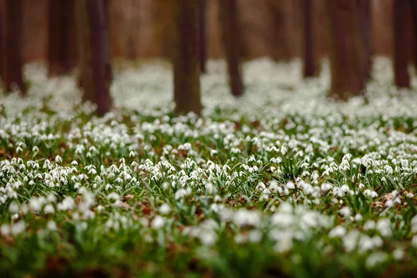 Forest full of snowdrop flowers in spring