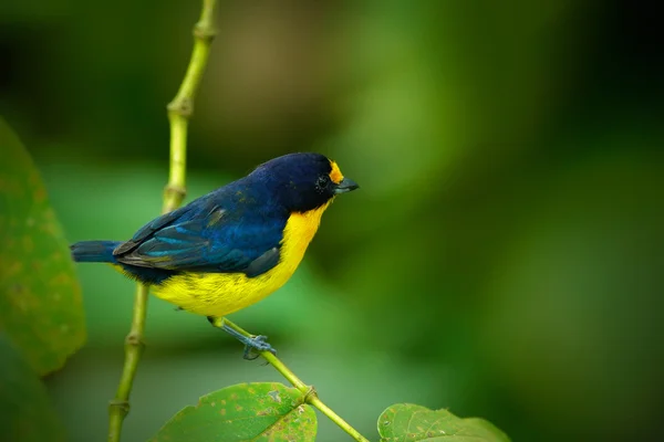 Violaceous euphonia bird