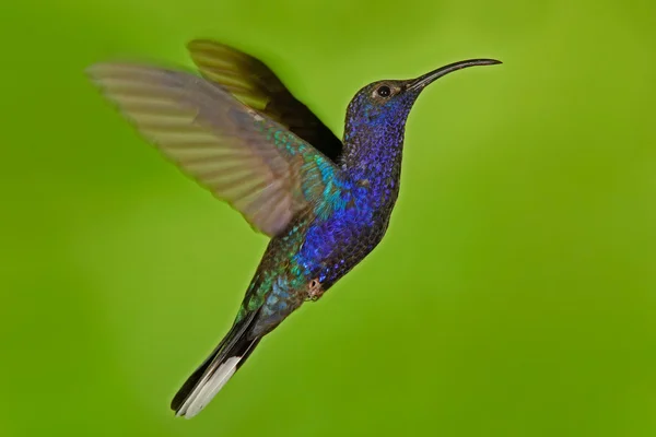 Flying big Hummingbird