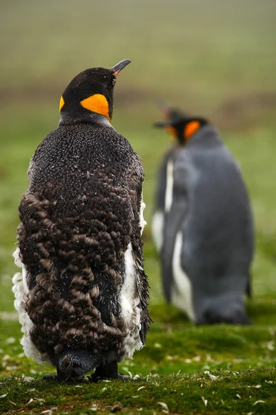 King penguins standing on grass