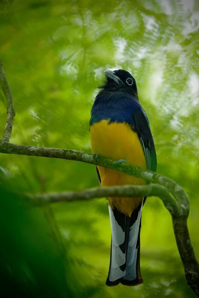 Tropic bird in forest