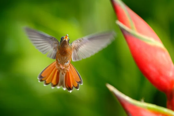 Flying hummingbird with flower