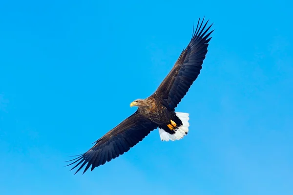White-tailed eagle flying in sky