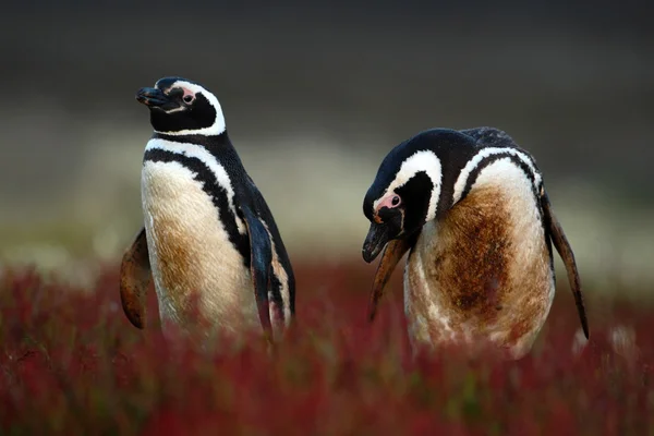 Two dirty penguins in grass