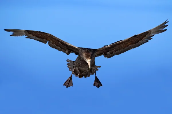 Giant petrel bird in fly