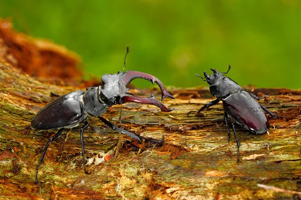 Stag beetles on trunk