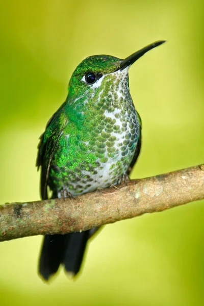 Green-crowned Brilliant hummingbird