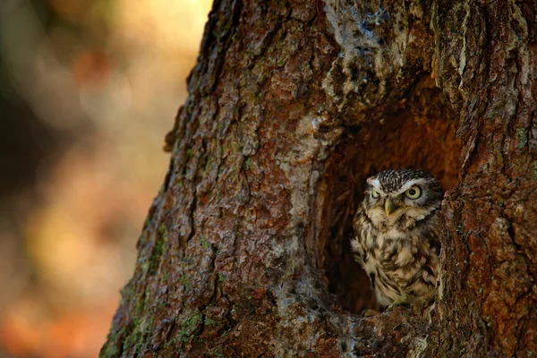 Little Owl in tree hole