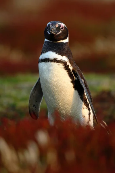 Penguin in red grass