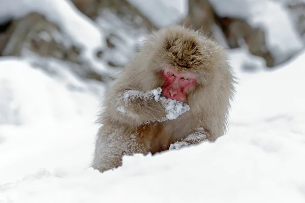 Red face monkey in water