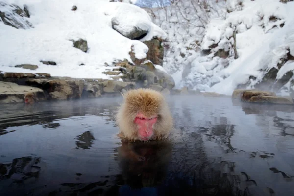 Red face monkey in water