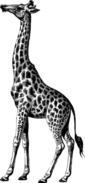 Vintage image giraffe
