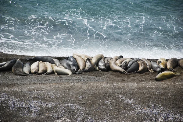 Sea elephants by the sea, patagonia