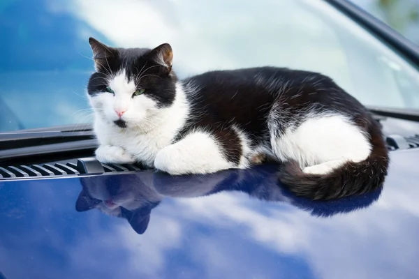 Black and white cat on the hood of car
