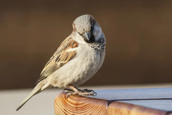 Sparrow sitting on the edge of the table and looking into the camera.