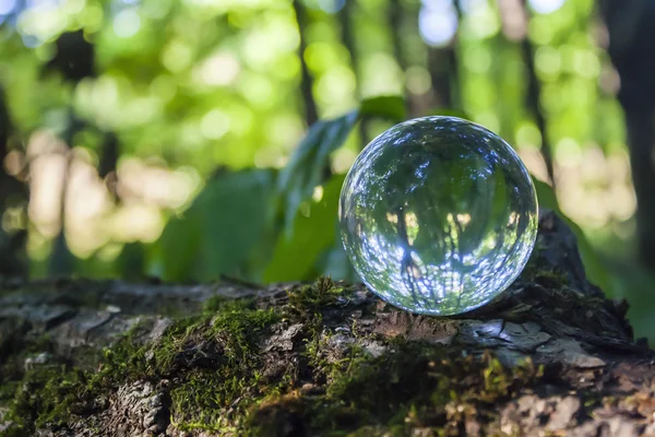 The concept of nature, green forest. Crystal ball on a wooden stump with leaves. Glass ball on a fallen tree.