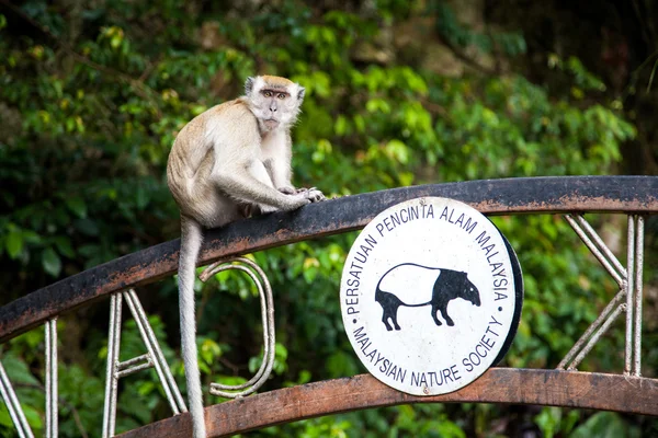 Monkey is sitting on sign to the temple cave in Batu Caves
