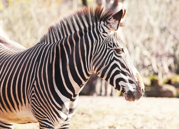 A zebra looks to the right portrait